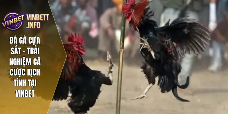 Cần nắm rõ các quy tắc cá cược để tối đa hóa cơ hội thắng