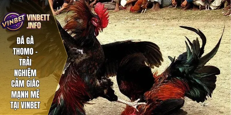 1 da ga thomo vinbet